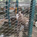 SS304 SS316 Stainless Steel Wire Rope Mesh Zoo Safety Cable Mesh