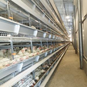China 20000 Birds Battery Chicken Layer Cage H Type For Pakistan Farm 2mm factory