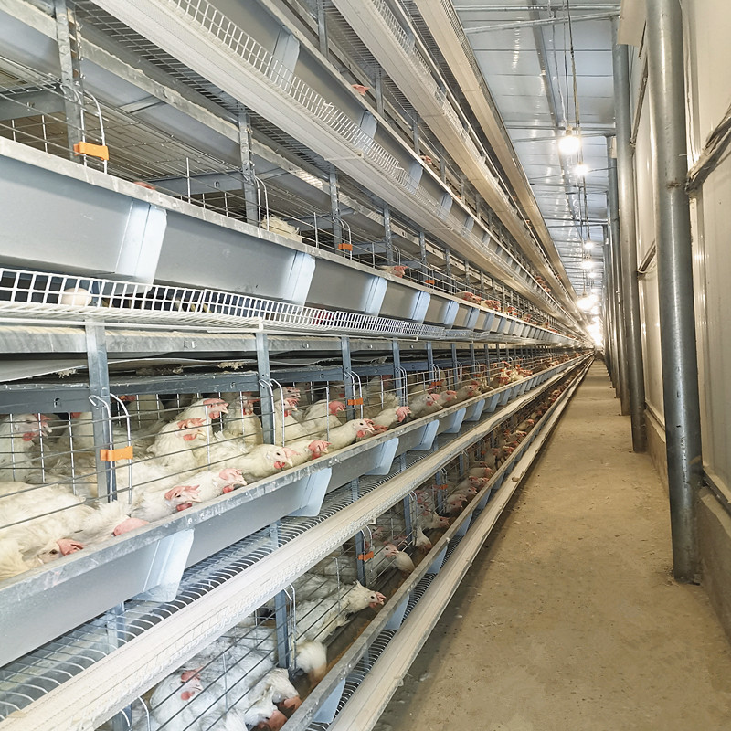 Layer Chicken Farming Poultry Equipment Manufacturers Battery Chicken Cages