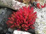 Rhodiola Rosea Extract Salidroside powder Rosavin powder--Rhodiola rosea L