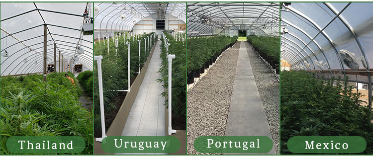 Tomato Greenhouse Fruits With Ventilated PC Board Design Tunnel Green House Metal Frame
