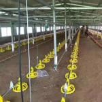 304 SS Broiler Breeder Farm Nipple System In Poultry Farm