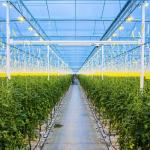 Agricultural Galvanized Steel Frame Solar PV Greenhouse