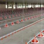 Dia 45mm Galvanized Chicken Nipple Drinker System