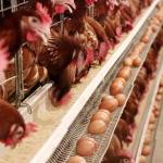 380V 3 Phase A Type Layer Cages , U Shape Steel Chicken Feeding Equipment