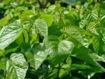 25% Anthocyanidins fine powder pure natural Mulberry Extract -- Morus alba L.
