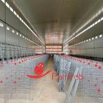 1800×600×430mm H Type Poultry Battery Cage System Low Egg Breakage Rate For