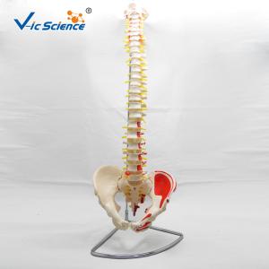 China Medical Real Human Skeleton Model Vertebral Column With Pelvis And Painted Muscles factory