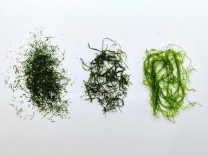 China Ultra-Thin Prolifera Seaweed Flakes Moss Green 150g Jar Enhances Pasta Rice Vegan Dishes factory