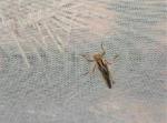 Plant Anti-insect Netting