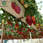 Commercial Automated Strawberry Greenhouse Multi Span Film Greenhouse