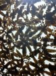 Decorative Wall Cladding 19mm Obscure Plant Laminated Glass