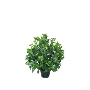 China Potted Plant Evergreen Artificial Fortune Tree 30-60cm Natural Leaves For Bedroom Decor factory