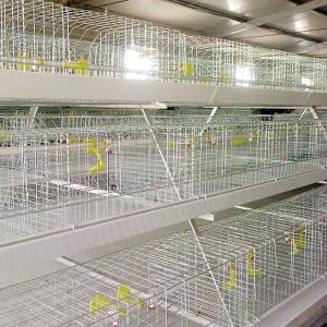 China 0.75kw Metal Chicken Cage , Automated Control Battery Operated Cages For Poultry factory