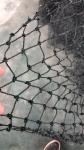 Diamond Mesh Anti Bird Netting , HDPE Fruit Tree Bird Netting , Green