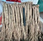Dang Shen Codonopsis Pilosula Root Chinese Herbal Medicines