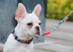 6.1m 20 Foot Anti Pull Dog Lead Collar For Yard Disabled Owners Extra Long