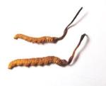 Cordyceps Sinensis Extract,Polysaccharides 15%, Enhance immunity, Reishi