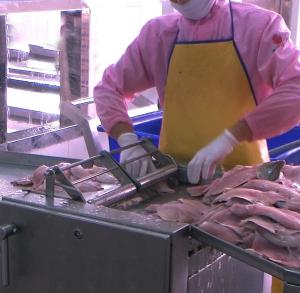 China Multipurpose Catfish Skinner Machine Anti Erosion 700x600x930mm factory