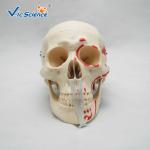 Simulation Training Anatomically Correct Skull VIC-104B Human Body Skull Life