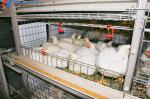 Automatic Equipment Chicken Layer Cages Hot Dip Galvanized Steel Material