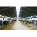 2-10m Height Steel Structure Cow Shed Prefab Warehouse Building With 48mm Pipe