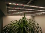 Eight Bars 360nm 1836μMol/S Quantum Board Grow Light