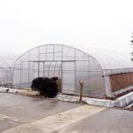 Hydroponic Growing System Single-Span Tunnel Plastic Film Greenhouse Agricultura