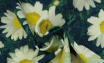 Spandex 5% 260GSM 32 X 32+40D Dyeing Waterproof Fabric