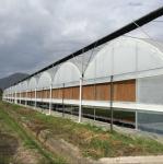 10000m2 Big Span Agriculture Multi Span Greenhouse Plastic Film Green House For