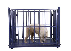 China 3000KG ODM Cattle Weighing Scales Carbon Steel factory
