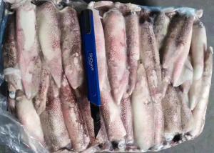 China Whole Round Illex Squid Chinese Ocean Vessels Loligo Chinensis Bqf factory