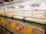 Automatic Broiler Poultry Farming Equipment Galvanized H Type Battery Chicken