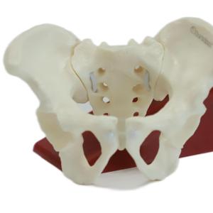 China Eco-friendly PVC Hand made Medical Education Artistic Creation Design Ergonomics Physical Education Mini Female Pelvic Mode factory