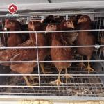 Automatic Egg Layer Chicken Battery Cages Farm Laying Hens Poultry
