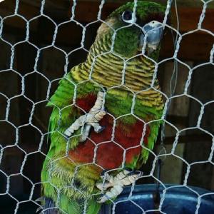 China Bwg 18-22 Reverse Twist Rabbit Galvanized Hexagonal Wire Mesh factory