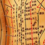 Flexible Chinese Medicine Acupuncture Model For Medical Teaching
