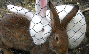 China hot sale Rabbit Proof Netting manufacturer factory