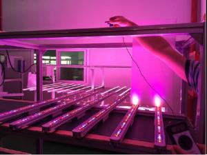 China IP65 AC100-277 5 years warrenty 50000 Hours ra&gt;90 2400-12000lm CCT6500k Indoor LED Grow Light factory