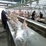 Halal Small Poultry Slaughterhouse Manufacturer Chicken Slaughter Equipment