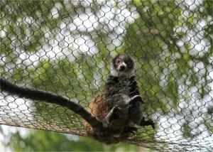 China Ss304 Flexible Zoo 150x150mm Stainless Steel Webnet To Monkey Tiger Cage factory