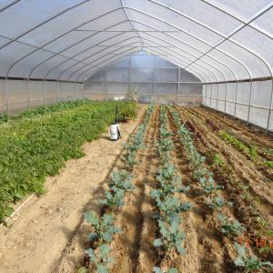 China Reasonable Cost Plastic Film Greenhouse 0.12mm-0.2mm Thickness factory