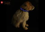 Safety Pet Night Light LED Dog Collar , 3 Sizes Nylon Glow In The Dark Collar