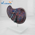 Medical Science Teaching Human Organ Model Liver Eco - Friendly PVC