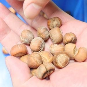 380V 8 Channels Hazelnuts Sorting Machine 360 Degree Rotational Scanning