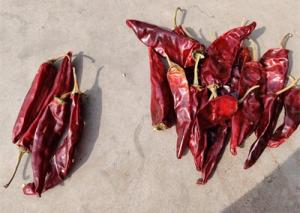 China Dried Long Red Chillies Sweet Organic Guajillo Peppers 10cm Length factory