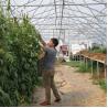 Buy cheap Aluminum Alloy Frame Black And White Film Auto Light Dep Hoop House Width 8m 9m from wholesalers