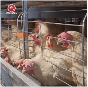China Chicken Cages Egg Layer Poultry Equipment Layer Chicken Cage Automatic Farming Equipment factory