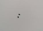 General Purpose 350mW 2.4-39V Zener Diode MMSZ5221B - MMSZ5259B