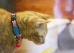 Comfortable Extra Small Safe Cat Collars Bobby Cat Collar